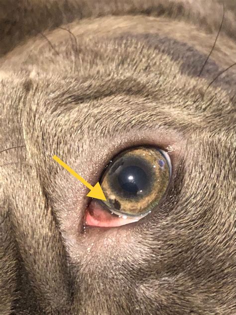 What Causes Discoloration Around Dogs Eyes - Infoupdate.org
