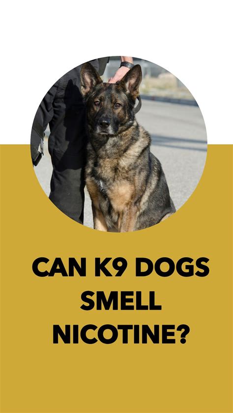 How Far Can K9 Dogs Smell
