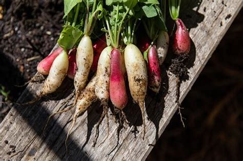 Health Benefits Of Radish: গ্যাসের সমস্যা না অ্যাসিডিটি,জানুন মুলো ...