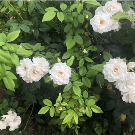 Creeper, Climber Rose Plant (White) - Bagwani Nursery-India's Largest ...