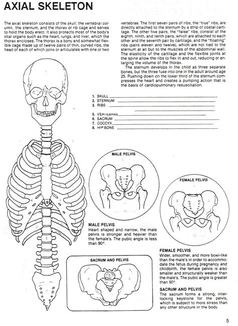 Printable Axial Skeleton Diagram Pdf Worksheet Bones Of The Head ...