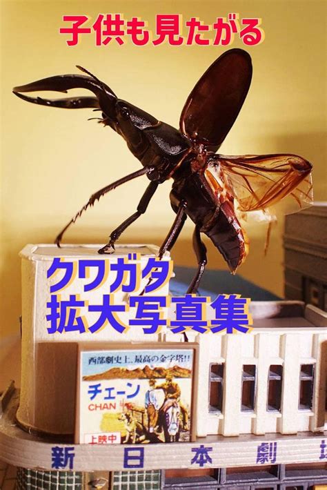 Children also want to see stag beetle enlarged photo collection Vol 3 ...