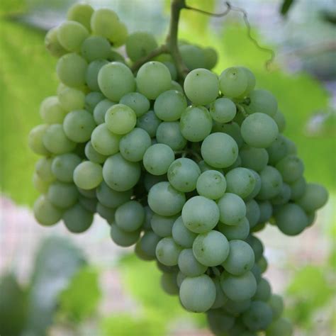 Buy white wine grape Pinot Blanc grape 'Pinot Blanc': Delivery by ...