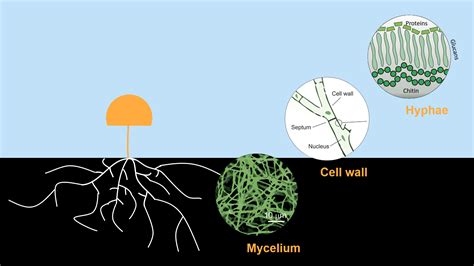 Fungal Cell Wall Structure