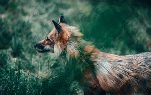 Wallpaper fox, glance, movement, paw, wildlife, grass hd, picture, image