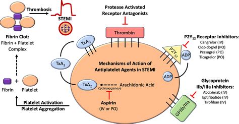 Antiplatelet Agents in Acute ST Elevation Myocardial Infarction - The American Journal of Medicine