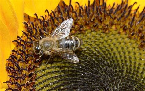 家里来蜜蜂是什么预兆？ - 蜜蜂知识 - 酷蜜蜂