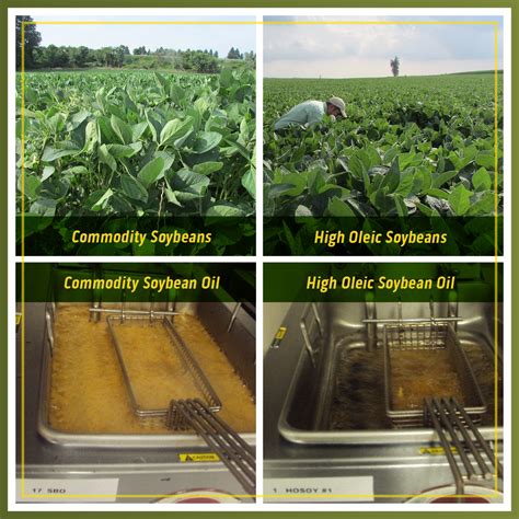 High oleic soybeans provide performance