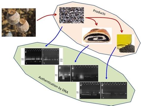 Foods | Special Issue : Target and Non-Target Approaches for Food ...