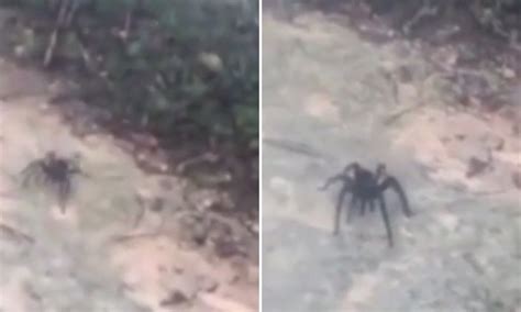 Congolese Giant Spider