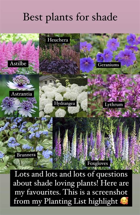 The 10 best plants that grow in shade – Artofit