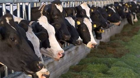 डेयरी पशुओं के लिए बेहद घातक है पाला, निमोनिया बीमारी से ऐसे करें बचाव ...