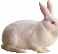 Image result for Young of Rabbit with Mother