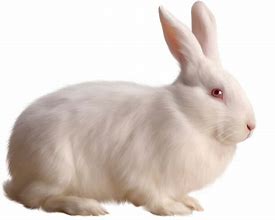 Image result for Wild Rabbit PNG