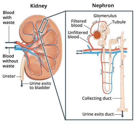 Glomerular filtration rate (GFR) - meaning and limitations - Chronic Kidney Disease Explained