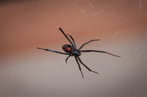 Black Widow Spider Web Arachnid free image download