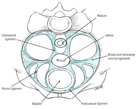Uterine Ligaments 曾志仁醫師的網頁