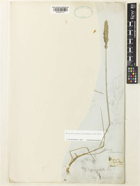 Eragrostis cylindrica (Roxb.) Arn. | Plants of the World Online | Kew ...