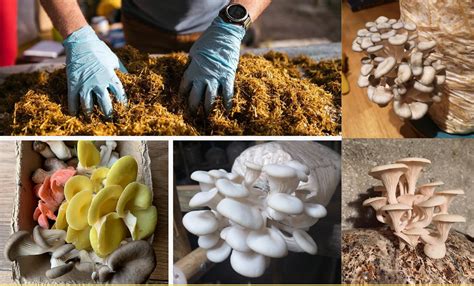 Start Oyster Mushroom Farm | Steps Involved | Oyster Mushroom Cultivation