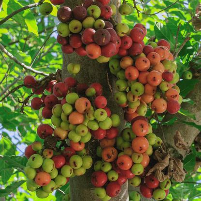Cluster fig, Gular fig (Ficus Racemosa) - Plant – Lalit Enterprise