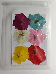Buy Precious Art by Sonal - Pressed Flower Dyed Multi Color Roses for ...