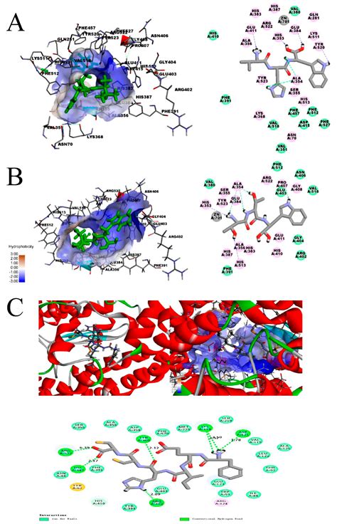 The Antihypertensive Effects and Potential Molecular Mechanism of ...