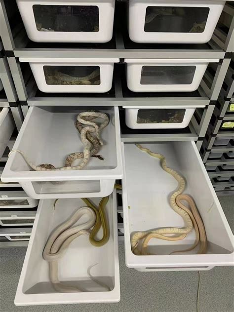 Image result for Ball Python Rack Setup