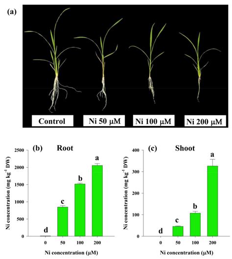 Nickel Toxicity Interferes with NO3−/NH4+ Uptake and Nitrogen Metabolic ...