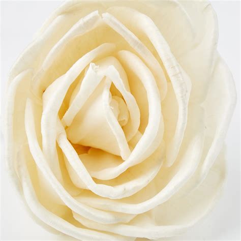 Buy Enchanted Black Bouquet Diffuser Set from Home Centre at just INR 999.0