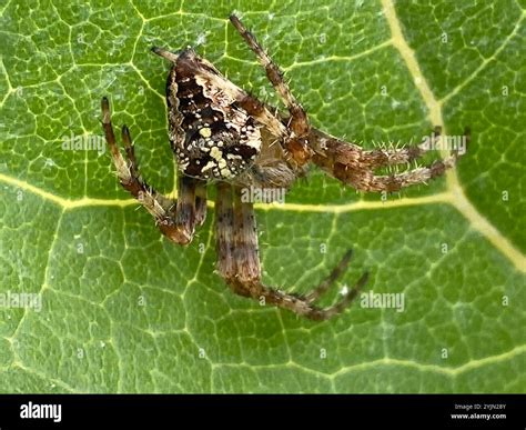 Cross Orbweaver (Araneus diadematus Stock Photo - Alamy