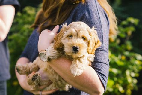 Image result for Groom Cockapoo Feet