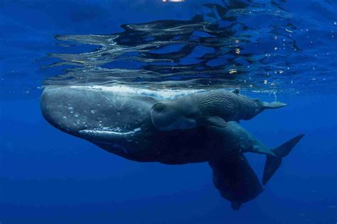 Whales - Call For The Wild - Animal Education Page