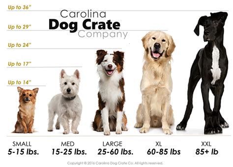 Crate Size Guide For Dogs at Jane Mcgary blog