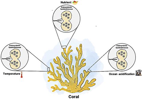 Lipid Droplets in Endosymbiotic Symbiodiniaceae spp. Associated with Corals