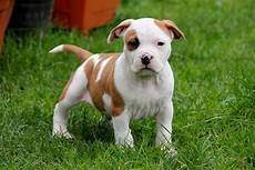 alimentazione amstaff american staffordshire terrier amstaff carattere alimentazione amstaff american staffordshire terrier amstaff carattere