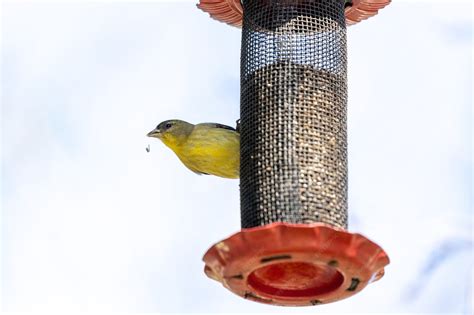 Yellow and black bird on black metal cage | Free Photo