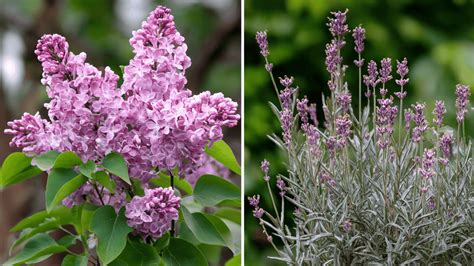 Lilac vs Lavender: Key Differences in Scent, Looks & Uses - HelpWithDIY