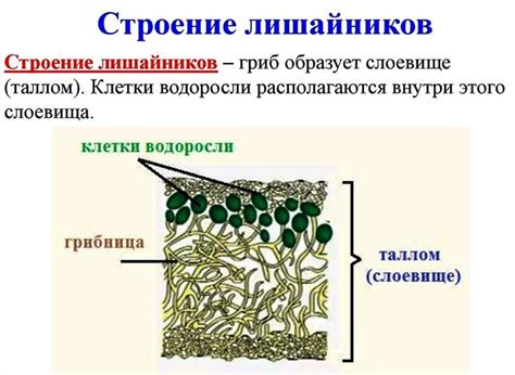 Схема строения лишайника рисунок - 80 фото