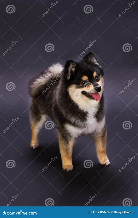 Adorable Black and White Pomeranian Spitz. Stock Photo - Image of enjoy ...