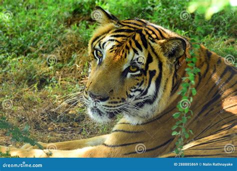 Endangered In Bengali