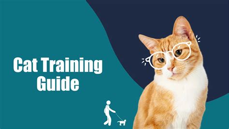 Cat Training Guide : Stop Biting, Litter Box Issues & More | Zigly