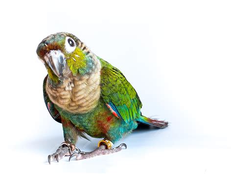 Premium Photo | Crimson bellied conure parrot in the white background