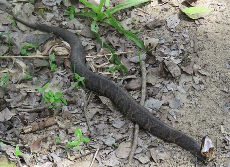 Texas Water Moccasins Snakes