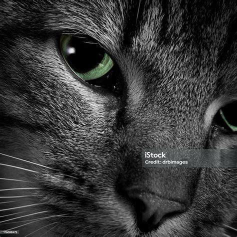 Image result for Python Black App