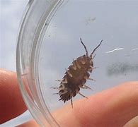Image result for Sea Insects