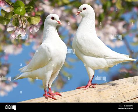 Two Turtle Dove High Resolution Stock Photography and Images - Alamy