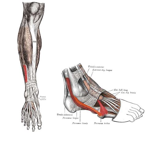 Alien Covenant Mutated Shaw 的图像结果