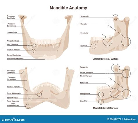 Mandible Anatomy. Lower Jaw Bone Skeletal Structure With Educational Cartoon Vector ...