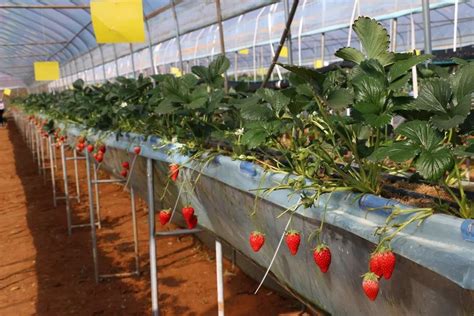 无土栽培的草莓模式很多种，总有一款能让你华丽转身！_无土栽培技术_寿光市九合农业发展有限公司