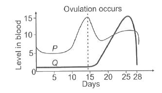 The given graph shows the hormonal changes during a normal menstrual ...